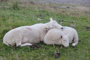 Un tenero idillio davanti alle isole Orcadi