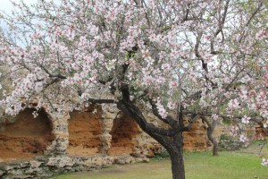 I mandorli in fiore della Valle dei Templi