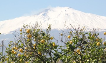 I limoni dell'Etna